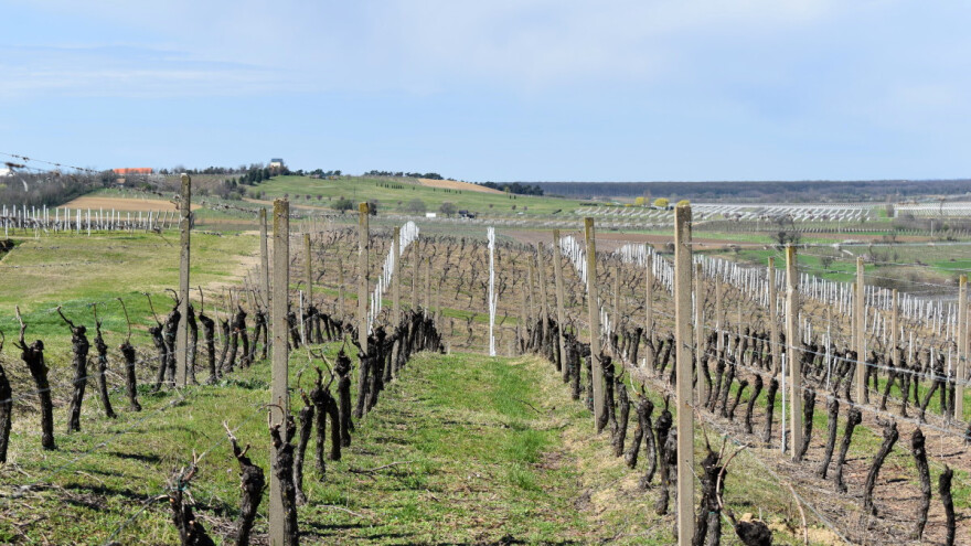 Vinogradari potvrđuju: Zbog klimatskih promjena značajno veća ulaganja u nasade