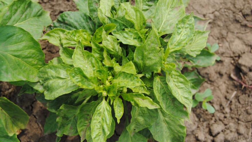 U paprici haraju lisne vaši - neophodan oprez i zaštita biljaka