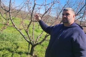 Mraz nije štedeo, kajsije najviše stradale: Šteta u voćnjacima i stoprocentna