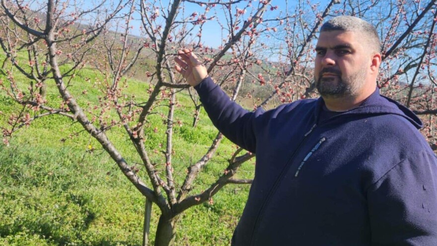 Mraz nije štedeo, kajsije najviše stradale: Šteta u voćnjacima i stoprocentna