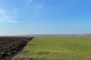 Što se događa sa žitaricama tijekom zime bez snijega?
