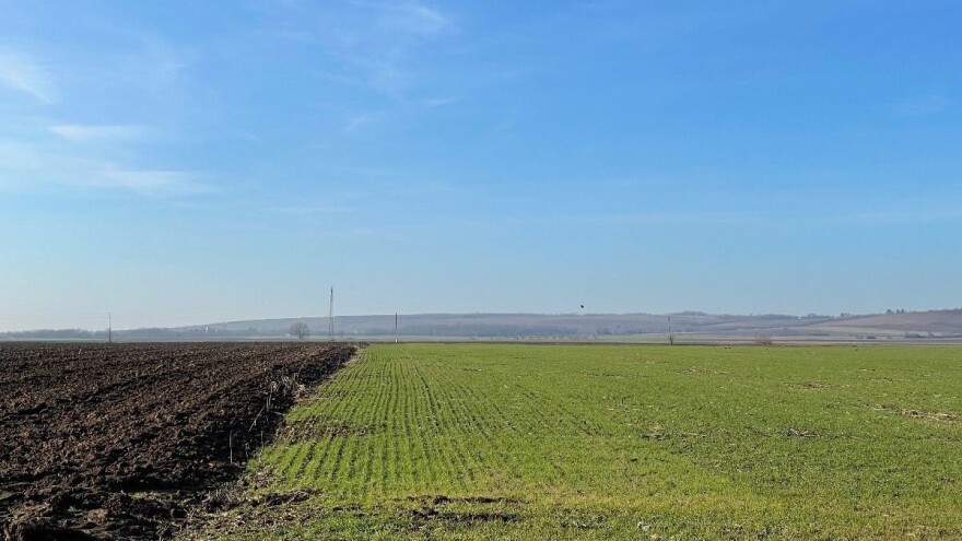 Šta se događa sa žitaricama tokom zime bez snijega?