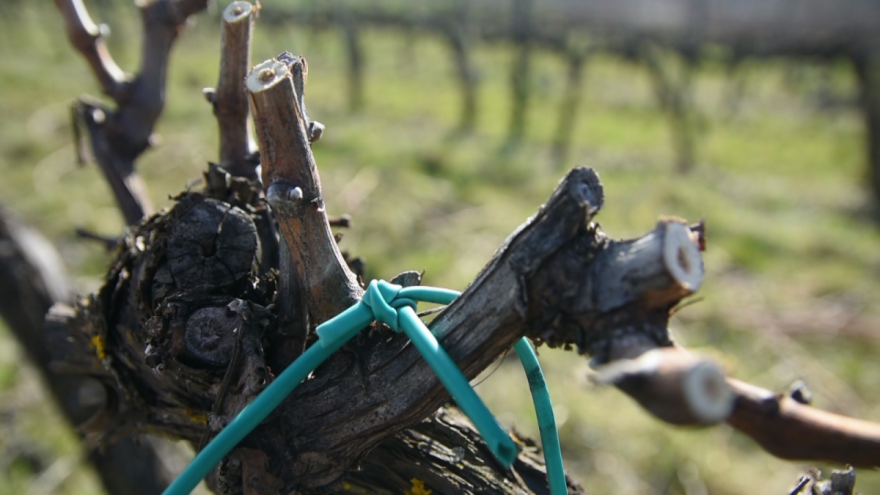 Još nije kasno za zimsku rezidbu vinove loze