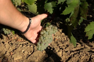 Berba grožđa u vinogradima vinarije Kosović - kakav se kvalitet očekuje?