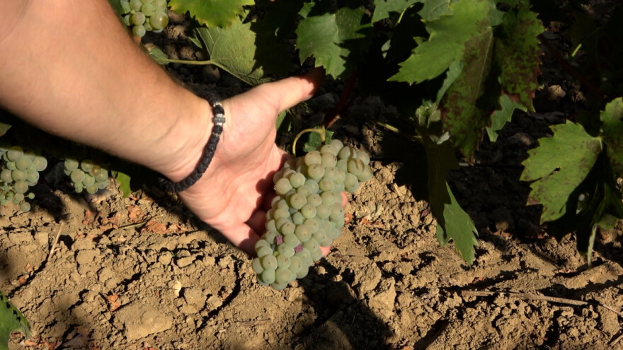 Berba grožđa u vinogradima vinarije Kosović - kakav se kvalitet očekuje?