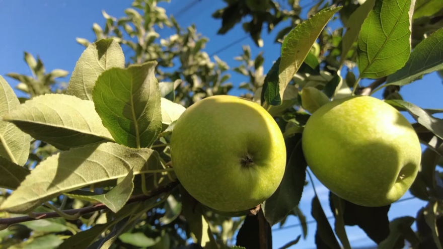 Da li se u Zapadnoj Srbiji "bataljuje" proizvodnja jabuke?