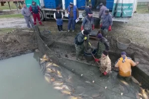 Šta je najbolja hrana za šarana iz ribnjaka?