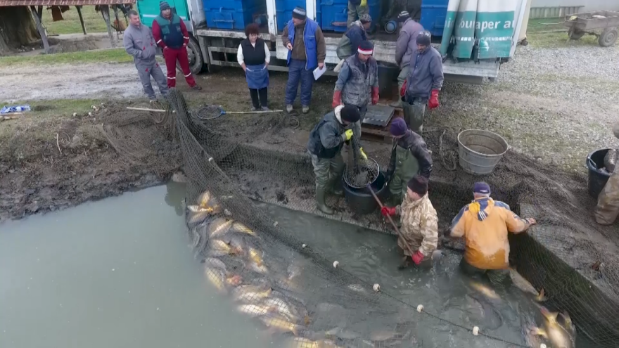 Šta je najbolja hrana za šarana iz ribnjaka?
