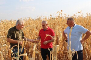 Dabro: Trudit ćemo se pomoći poljoprivrednicima čiji su urodi oštećeni sušom