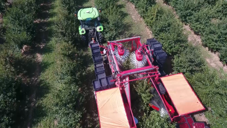 Uzgoj višnje neisplativ, ako berba nije mehanizovana?