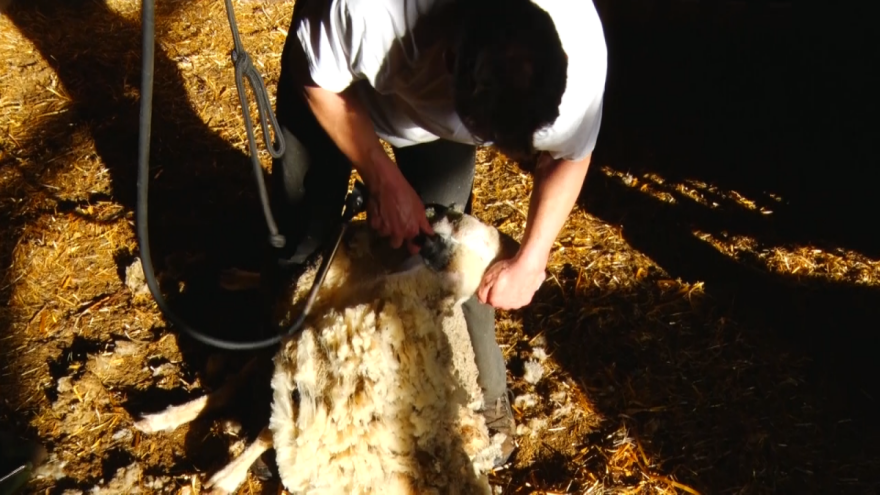 Postoji jedan način da se ovca ošiša - šablonski?