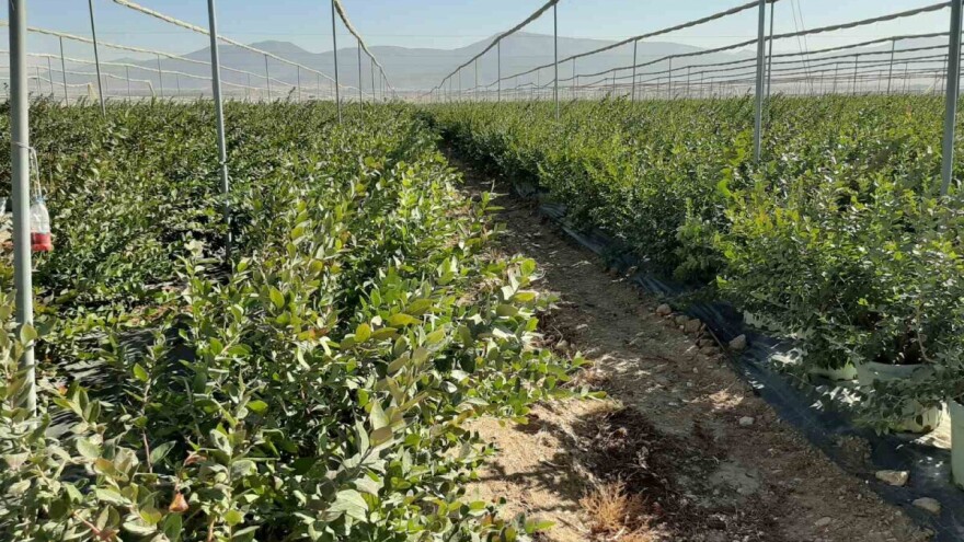 Proširuju nasade pod borovnicom - prodaju je za 6,5 eura po kilogramu