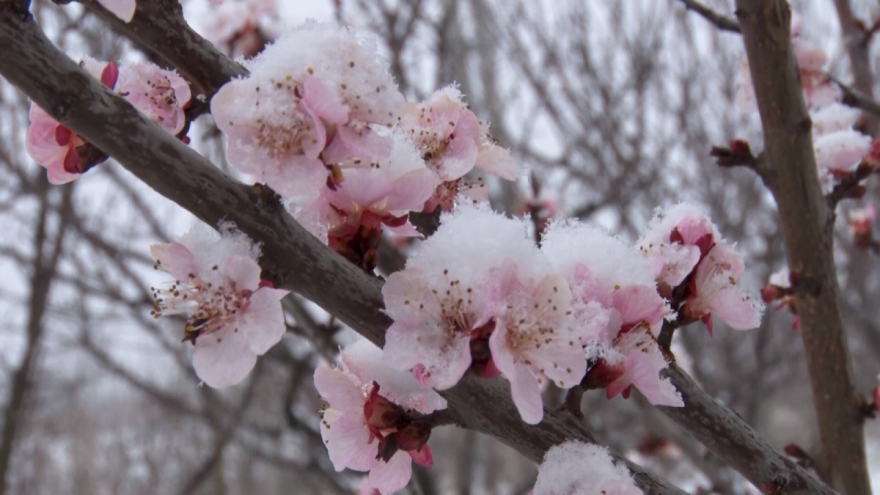 Šta je voćaru činiti kod vremenskih neprilika?