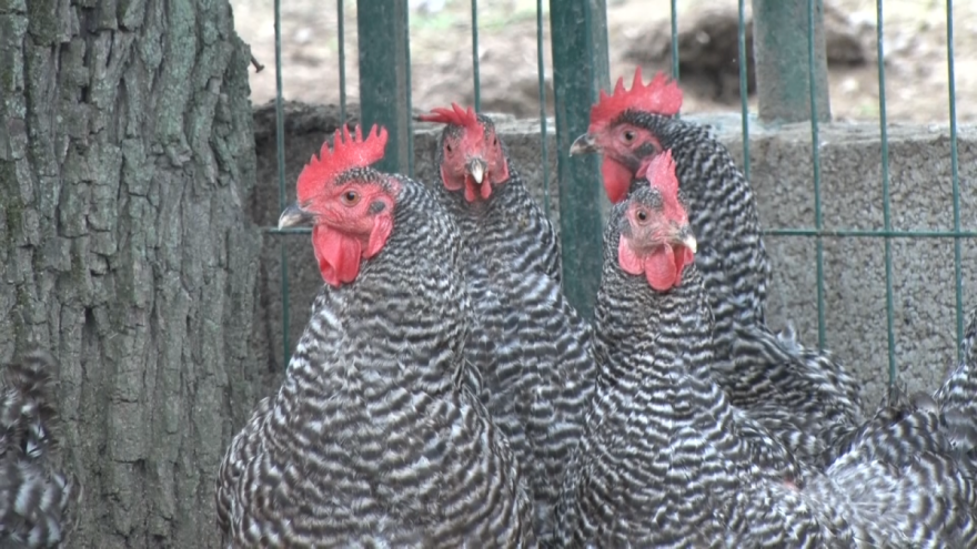 Koke na ispustu nose i zimi - ali koje rase?