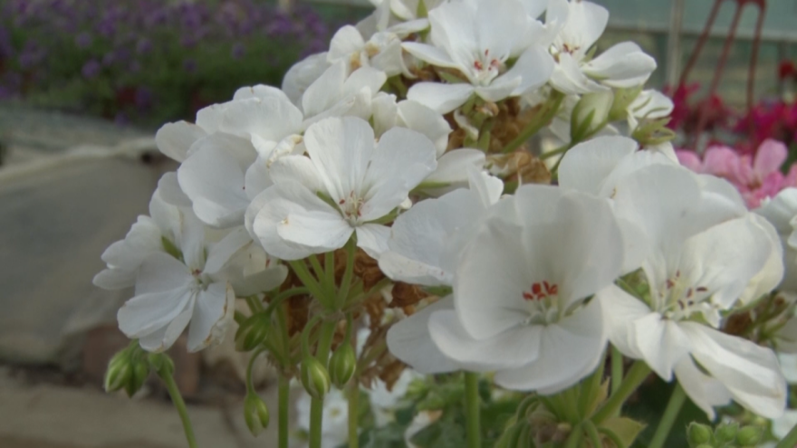 Da li je za uspešnu proizvodnju cveća potrebno fakultetsko znanje?