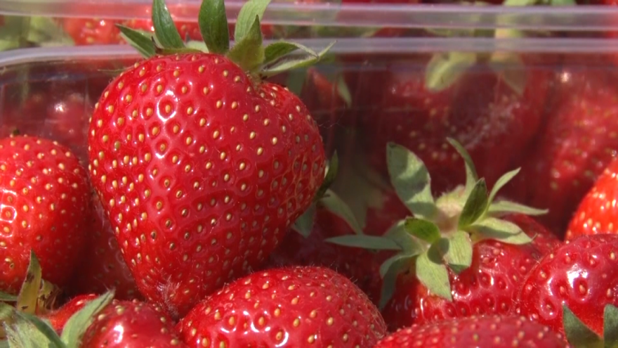 Pod kojim uslovima jagoda može da "čeka" bolju cenu?