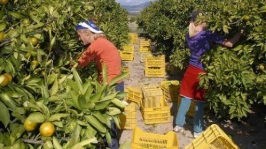 S tržišta se povlače tone jabuka i mandarina!