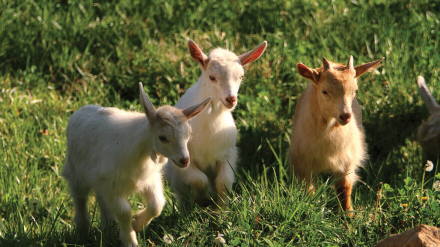 Užice: Za subvencije u poljoprivredi 27 miliona dinara