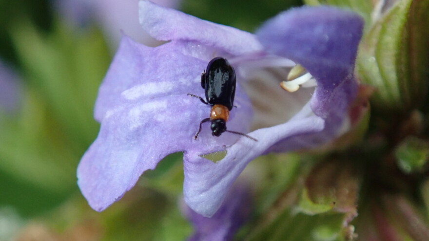 Ružin buhač: Invazivni štetnik predstavlja prijetnju ukrasnom bilju