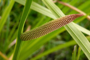 Iđirot - insekticid koji poboljšava pamćenje