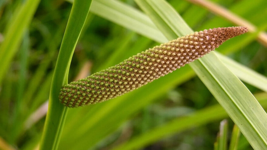 Iđirot - insekticid koji poboljšava pamćenje