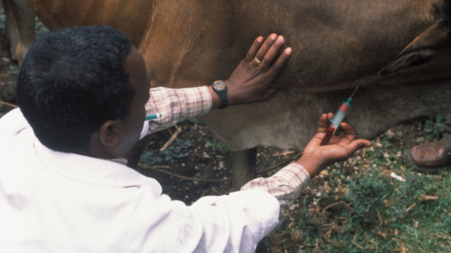 Europa na oprezu zbog groznice Riftske doline - šire ju komarci i muhe