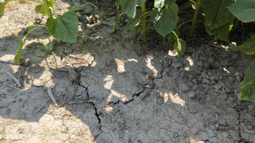 RHMZ izdao upozorenje na sušu, ratarske kulture već su ugrožene