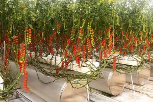 Prikupili 50 miliona dolara za uzgoj 75 tona paradajza nedeljno - u pustinji