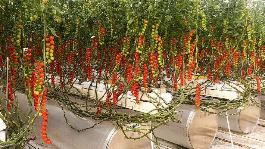 Prikupili 50 milijuna dolara za uzgoj 75 tona rajčice tjedno - u pustinji