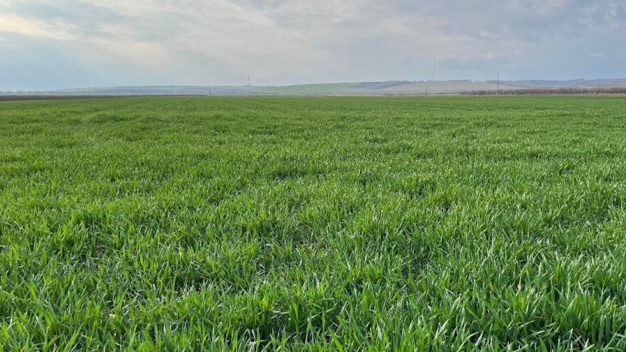 Objavljeni rani izgledi za proizvodnju pšenice 2023.