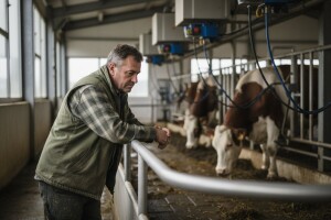 52.000 EU farmera smanjuje proizvodnju mleka