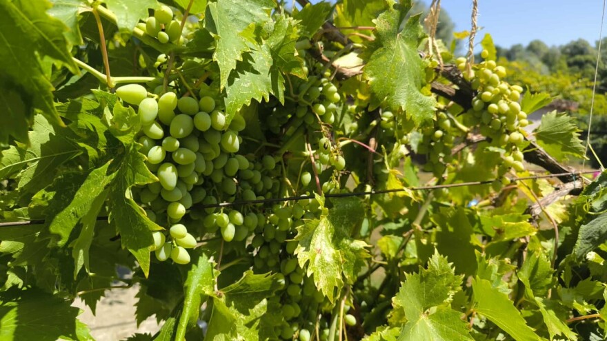 Vinogradari, zaštitite zasade od štetočina i truleži