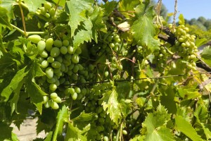 Vinogradari, zaštitite nasade od plamenjače i pepelnice