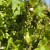 Vinogradari, zaštitite nasade od plamenjače i pepelnice