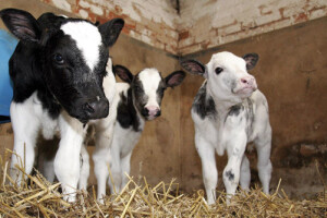 Gubitci od 373 do 747 kn po teletu holstein