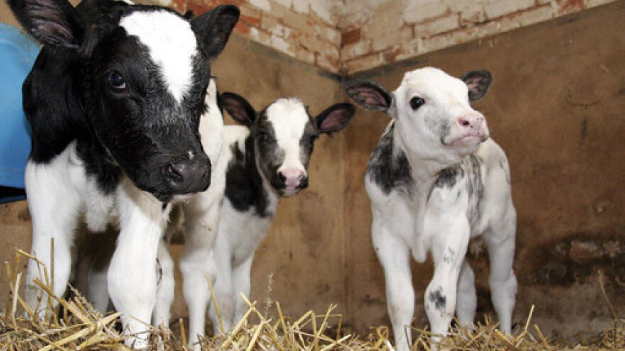 Gubitci od 373 do 747 kn po teletu holstein