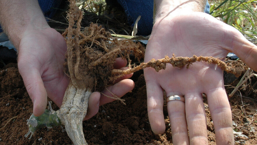 Klimatski ekstremne godine pogoduju razvoju nematoda, kako ih suzbiti