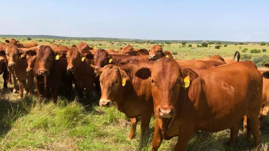 "Beefmaster" govedo se sve više uzgaja i u Evropi
