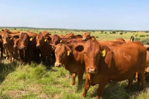 Beefmaster govedo se sve više uzgaja i u Evropi