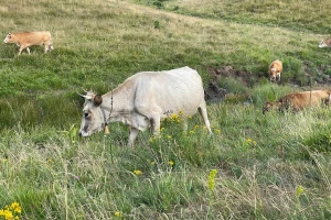 Krški pašnjak aktivirati za proizvodnju mesa i mlijeka, a ne za pošumljavanje alepskim borom