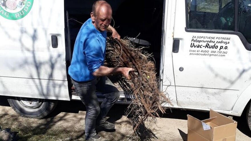 Sa 186 pali na 50 zadrugara - u PZ "Uvac Rudo" i dalje uspješni u proizvodnji