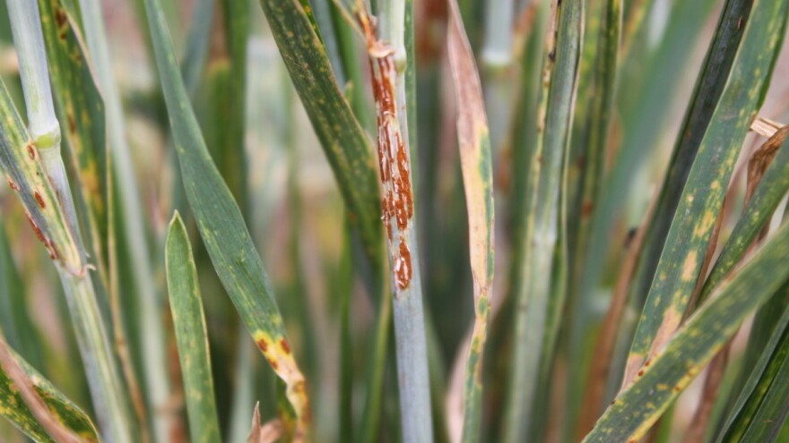 Žitne hrđe: Kako ih prepoznati i koje su mjere zaštite?
