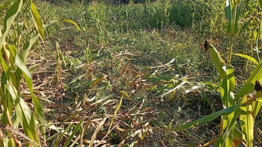 Divlje svinje haraju cazinskim njivama: "Krda ne zaustavlja ni struja"