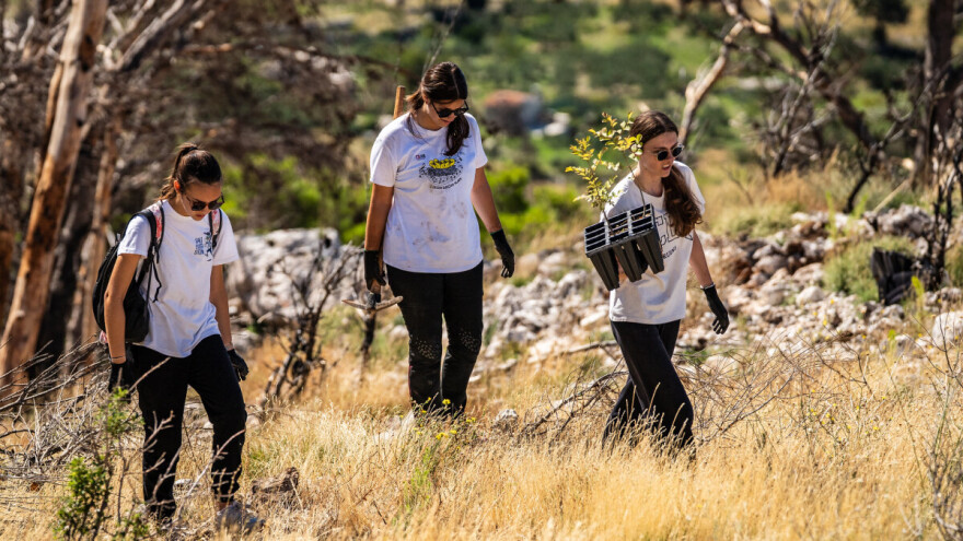 Osma sezona Boranke: 150 volontera sadilo stabla na opožarenom Biokovu