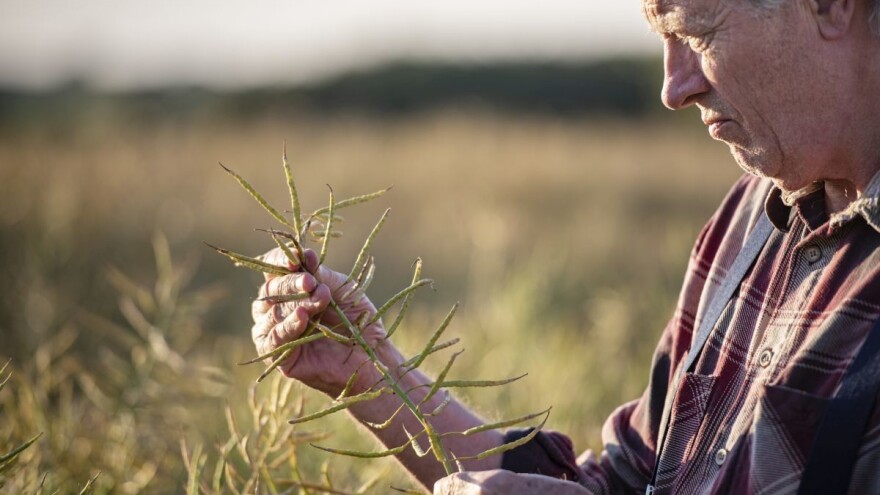 Kako uljanu repicu osloboditi od samoniklih žitarica i spriječiti bolesti?