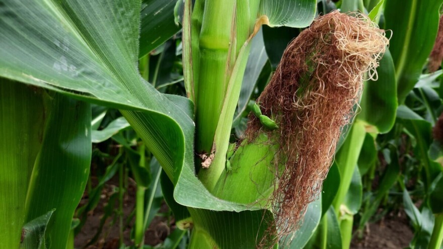 Od paradajza do kukuruza: Zelena smrdljiva stenica ne bira
