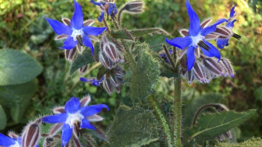 Borač diže srčanost, jača živce, čuva paradajz i jagode od štetnika i odličan je u jelima