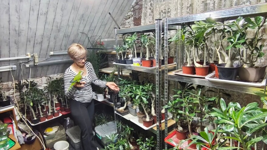 Nisu dovoljni samo zalivanje i prihrana: Kako negovati sukulente i kaktuse tokom zime?