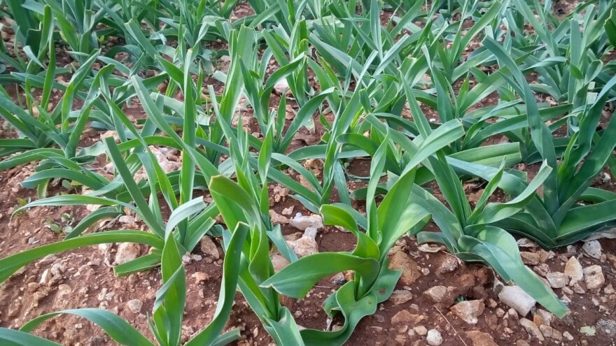 Grm nije, a tako mu je ime. Poriluku sliči, a prasa nije. Bandić ga u vrtu sije