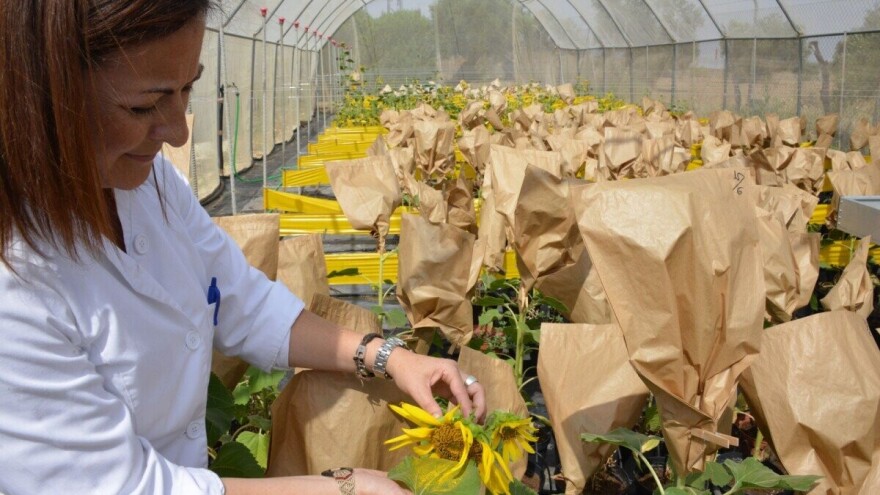 RWA hibrid suncokreta LG 54.78 u pokusima ostvario najveći prinos od 4,7 t/ha